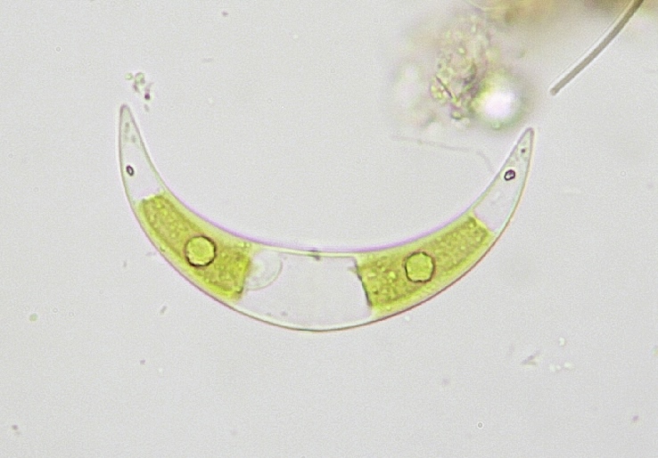 Closterium incurvum